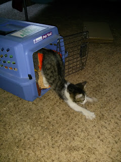 Summer recap + photos of new kitten!